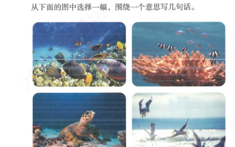 《富饶的西沙群岛》小练笔：从下面的图片中选择一幅，围绕一个意思写几句话